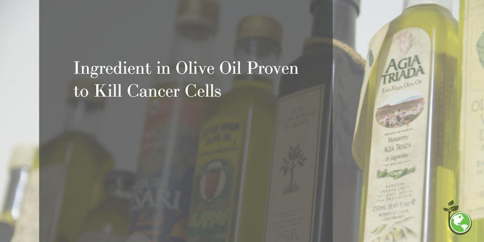 Antioxidant in Olive Oil Proven to Kill Cancer