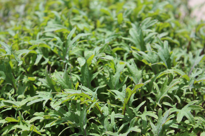 How Healthy Harvest Is Working Toward a Healthier Environment