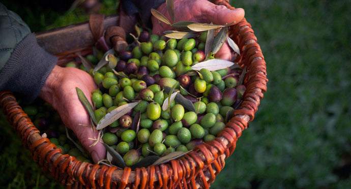 Healthy Harvest Heads to Spain